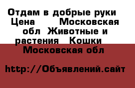 Отдам в добрые руки › Цена ­ 1 - Московская обл. Животные и растения » Кошки   . Московская обл.